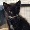 Photo of Trim ** 2nd Chance Cat Rescue**