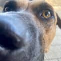Photo of Rocko