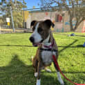 Photo of Raja