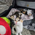 Photo of Angelica