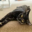 Photo of Olive