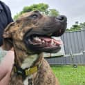 Photo of Buddy