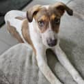 Photo of Bandit