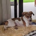 Photo of Bandit