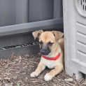 Photo of Cooper