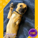Photo of Smudge