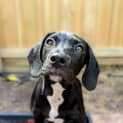 Photo of Tweed 