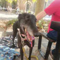 Photo of Millie Greyhound 