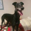 Photo of Millie Greyhound 