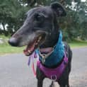 Photo of Millie Greyhound 