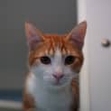 Photo of Chester
