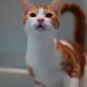 Photo of Chester