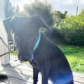Photo of Violet   5 Month Old Kelpie X
