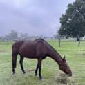 Photo of Montana