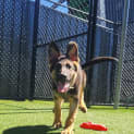 Photo of Archie