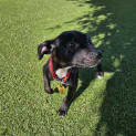 Photo of Vader