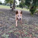 Photo of Ripley