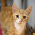 Photo of Oats