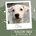 Photo of Olive
