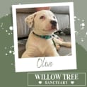 Photo of Olive