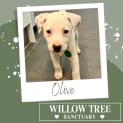 Photo of Olive