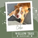 Photo of Odin