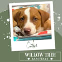 Photo of Odin