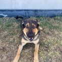 Photo of Scar (62397)