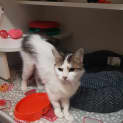 Photo of Aztec