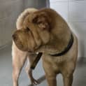 Photo of Brocky
