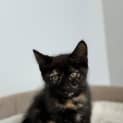 Photo of Phoebe Aka Teddy