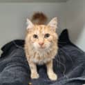 Photo of Chester
