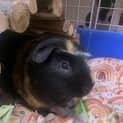 Photo of Gabe (Gabriel)
