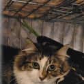 Photo of Florence ** 2nd Chance Cat Rescue**