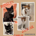 Photo of Bentley