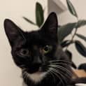 Photo of Bentley