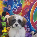 Photo of Cookie