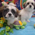 Photo of Cookie