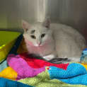 Photo of Abigail