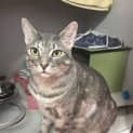 Photo of Cookie
