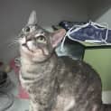 Photo of Cookie