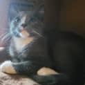 Photo of Bailey