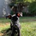 Photo of Iris
