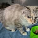 Photo of Fluffy