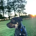 Photo of Jimmie   4 Month Old Rottweiler X (Trial)