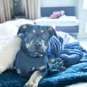 Photo of Jimmie   4 Month Old Rottweiler X (Trial)
