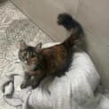 Photo of Adaline