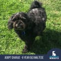 Photo of Charlie 6 Year Old Maltese (Trial)