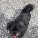 Photo of Charlie 6 Year Old Maltese (Trial)