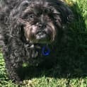 Photo of Charlie 6 Year Old Maltese (Trial)